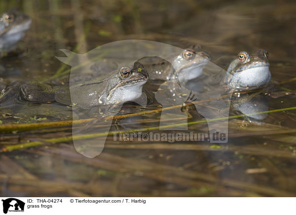 grass frogs / THA-04274