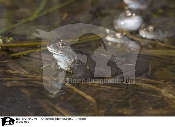 Grasfrosch / grass frog / THA-04276