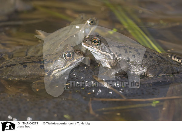 Grasfrosch / grass frog / THA-04277