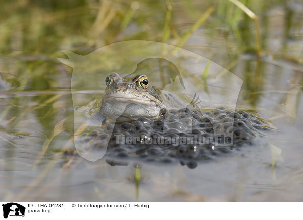 Grasfrosch / grass frog / THA-04281