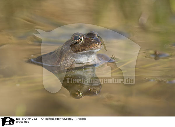 Grasfrosch / grass frog / THA-04282