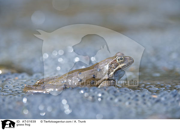 Grasfrosch / grass frog / AT-01639