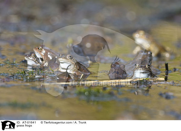 grass frogs / AT-01641