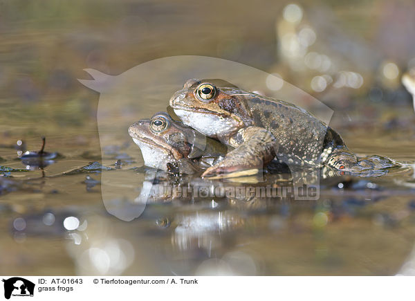Grasfrsche / grass frogs / AT-01643