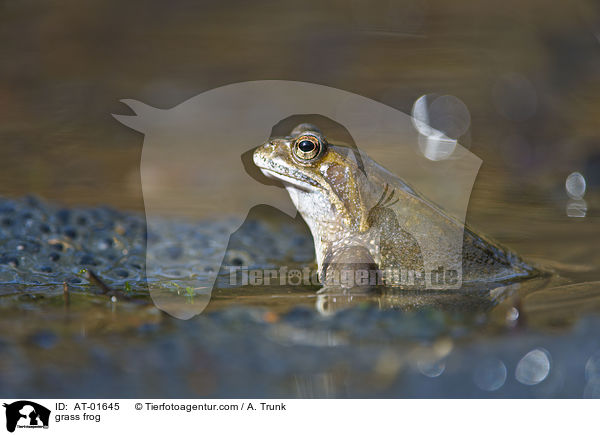 Grasfrosch / grass frog / AT-01645
