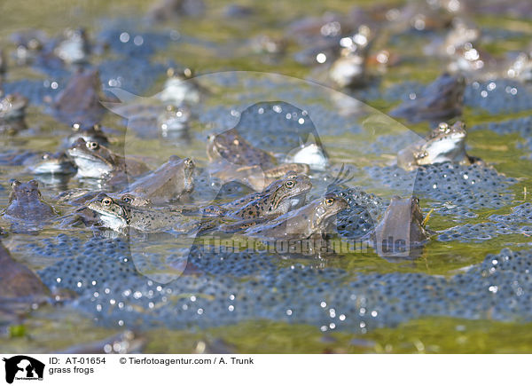 grass frogs / AT-01654
