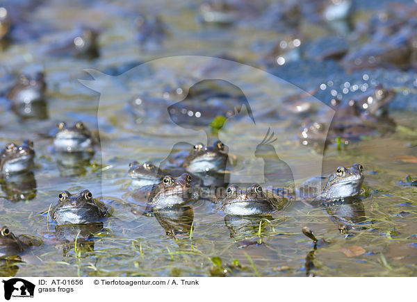 grass frogs / AT-01656