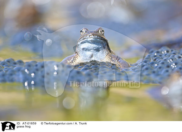 Grasfrosch / grass frog / AT-01659