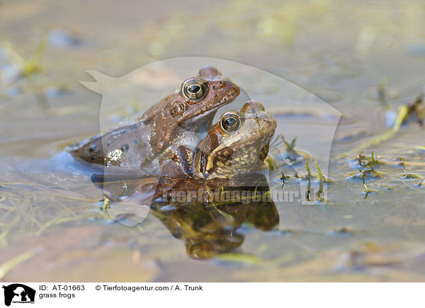 grass frogs / AT-01663