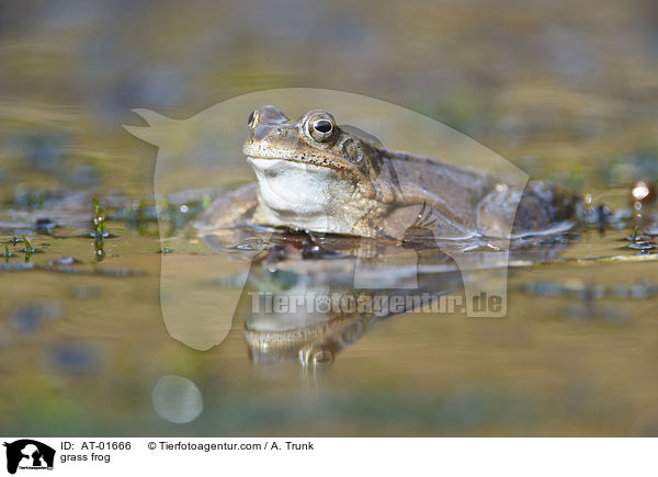 Grasfrosch / grass frog / AT-01666