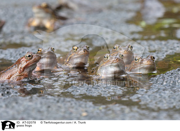 Grasfrsche / grass frogs / AT-02078