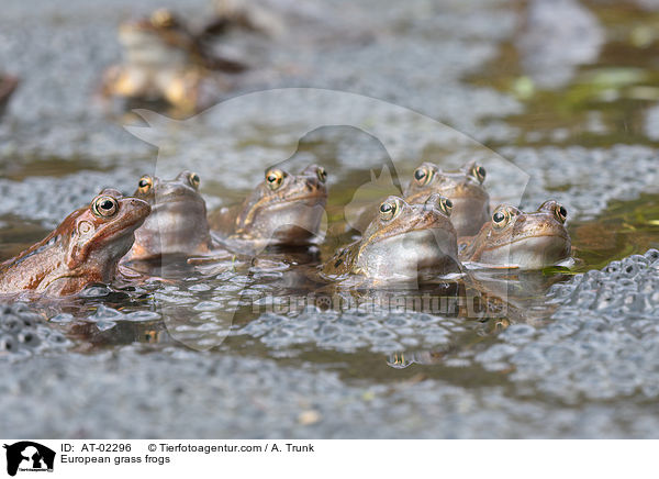 Grasfrsche / European grass frogs / AT-02296