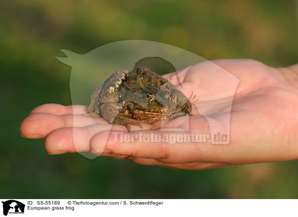 Grasfrosch / European grass frog / SS-55189