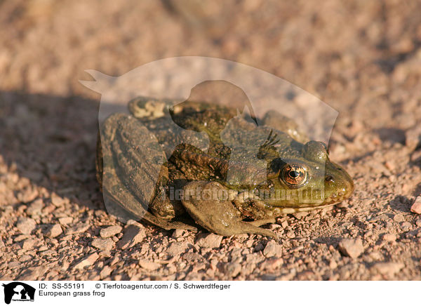 Grasfrosch / European grass frog / SS-55191