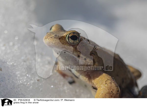 Grasfrosch im Schnee / grass frog in the snow / PW-02834