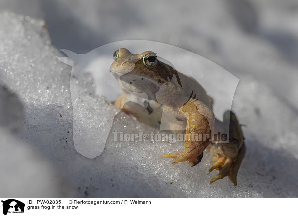 Grasfrosch im Schnee / grass frog in the snow / PW-02835