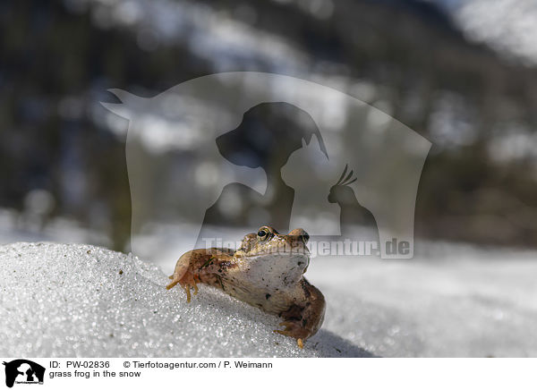Grasfrosch im Schnee / grass frog in the snow / PW-02836