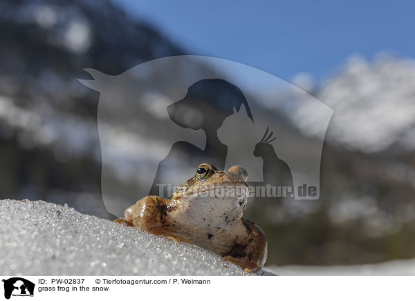 Grasfrosch im Schnee / grass frog in the snow / PW-02837
