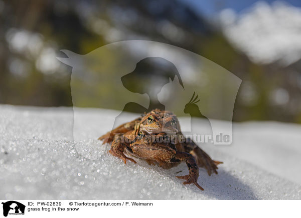 Grasfrosch im Schnee / grass frog in the snow / PW-02839
