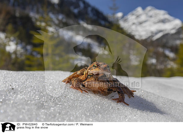 grass frog in the snow / PW-02840