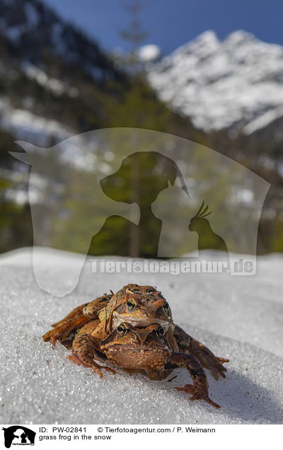 Grasfrosch im Schnee / grass frog in the snow / PW-02841