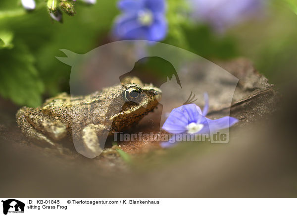 sitting Grass Frog / KB-01845