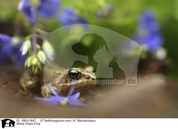 sitzender Grasfrosch / sitting Grass Frog / KB-01847