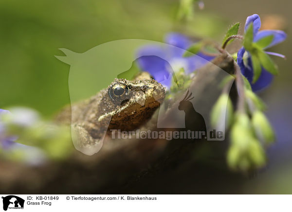 Grasfrosch / Grass Frog / KB-01849