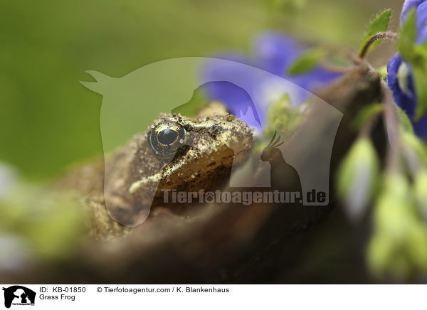 Grasfrosch / Grass Frog / KB-01850