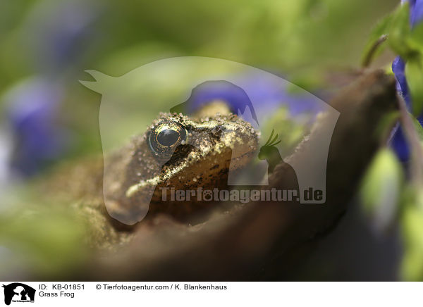 Grasfrosch / Grass Frog / KB-01851