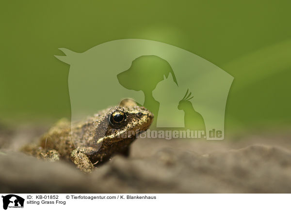 sitzender Grasfrosch / sitting Grass Frog / KB-01852