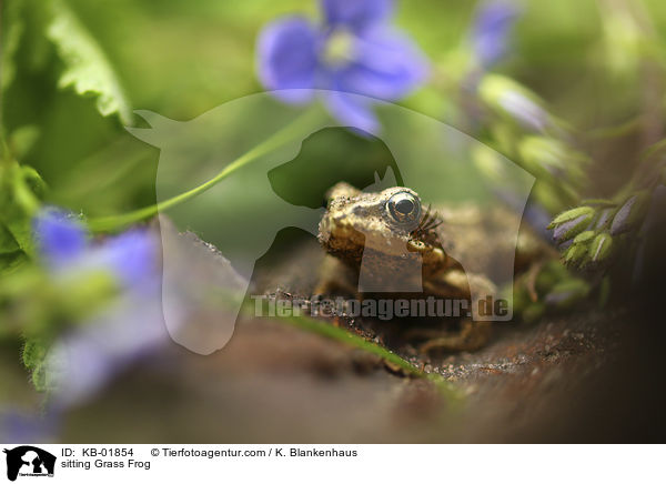 sitzender Grasfrosch / sitting Grass Frog / KB-01854