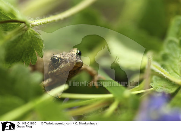 Grass Frog / KB-01860