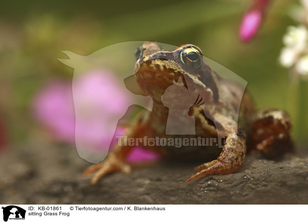 sitzender Grasfrosch / sitting Grass Frog / KB-01861
