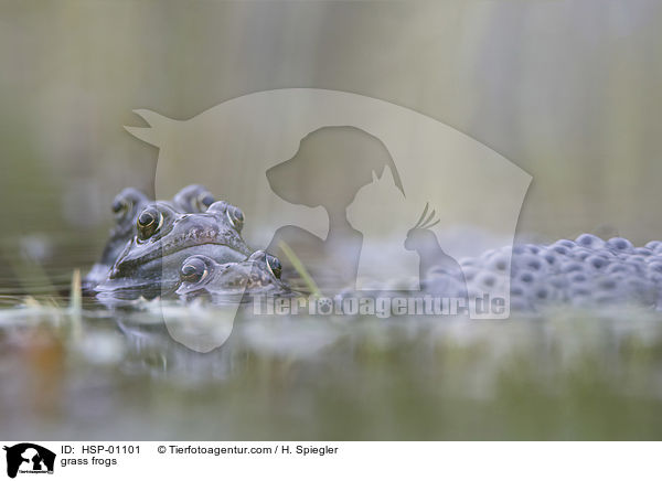 Grasfrsche / grass frogs / HSP-01101