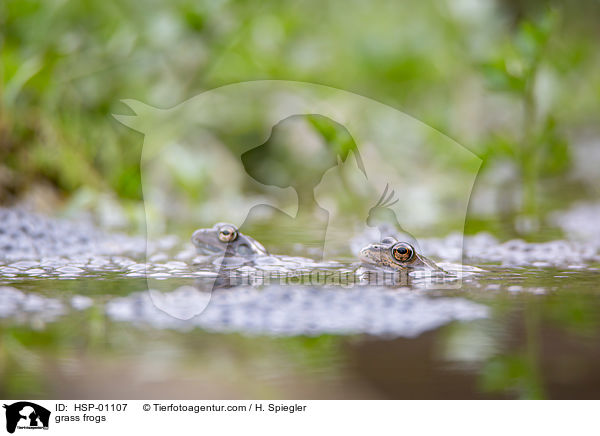 Grasfrsche / grass frogs / HSP-01107