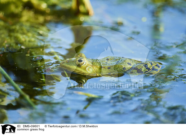 Grasfrosch / common grass frog / DMS-09601