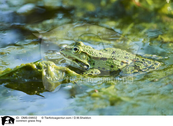common grass frog / DMS-09602
