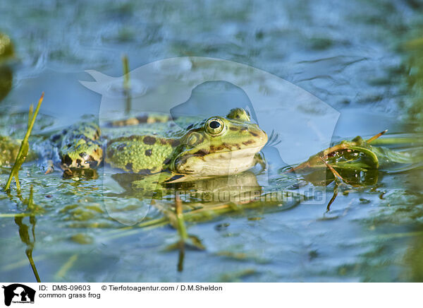 Grasfrosch / common grass frog / DMS-09603
