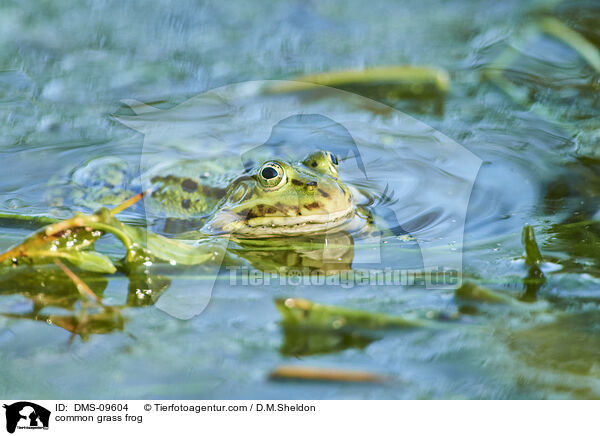 Grasfrosch / common grass frog / DMS-09604