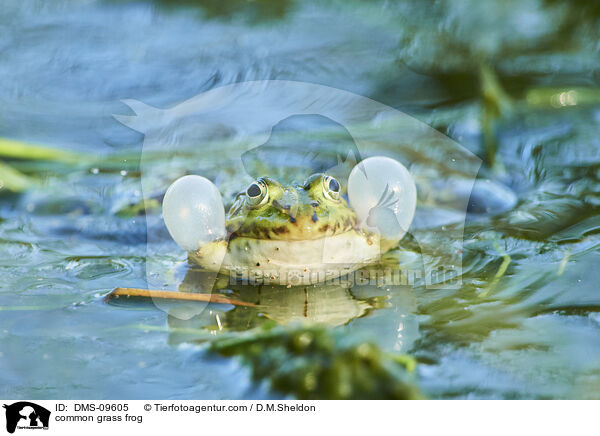 Grasfrosch / common grass frog / DMS-09605