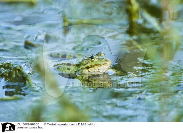 common grass frog / DMS-09606