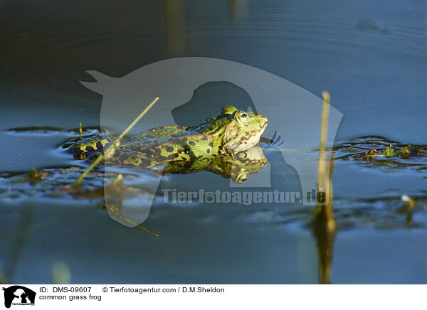 Grasfrosch / common grass frog / DMS-09607