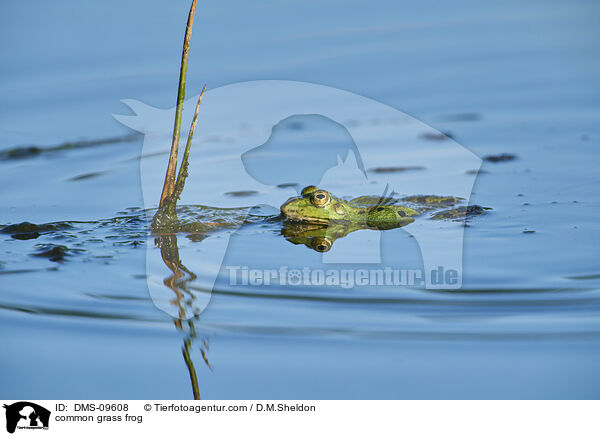 common grass frog / DMS-09608