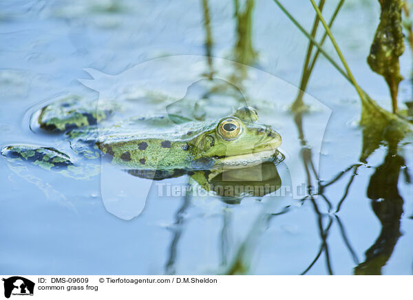 Grasfrosch / common grass frog / DMS-09609