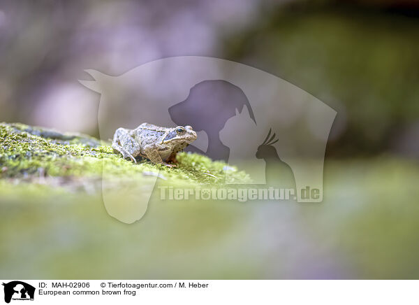European common brown frog / MAH-02906