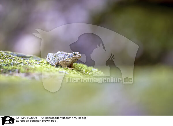 Grasfrosch / European common brown frog / MAH-02906