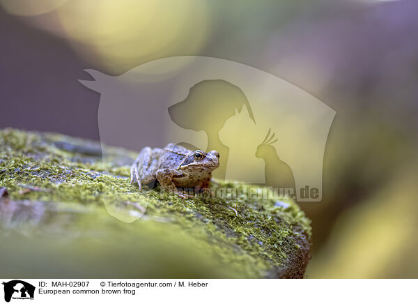 Grasfrosch / European common brown frog / MAH-02907