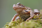 grass frog