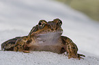 common brown frog